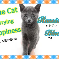 【 ロシアンブルー 】艶美ロシブルが東京に登場！輝く毛並みと美しい瞳に心酔！