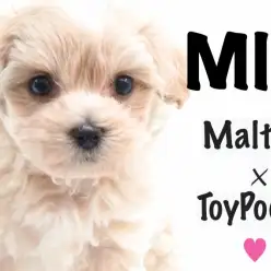 【 MIX 】人気のドワーフボディ！クリーミーなカラーリングが春先取り！