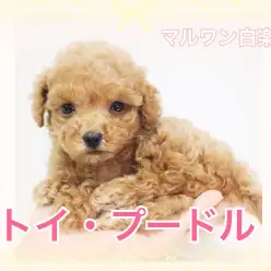 【トイ・プードル】小さめサイズ！スローワンライフを送りたい方必見です！