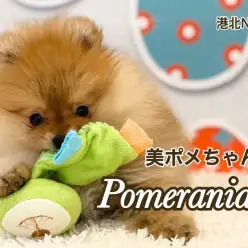 【 ポメラニアン 】ポメツートン？個性的なカラーが魅力のポメラニアン