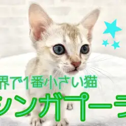 【 シンガプーラ 】世界で一番小さい猫！その別名”小さな妖精”！