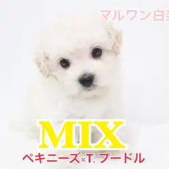 【 MIX 】ペキニーズとトイプードルから生まれたおっとりな性格の女の子♪