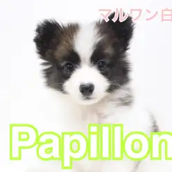 【 パピヨン 】大きなお耳がチャームポイント！おすすめトレーニングもご紹介！