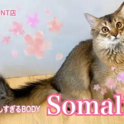 【 ソマリ 】美BODYに成長中のソマリちゃん第2弾！