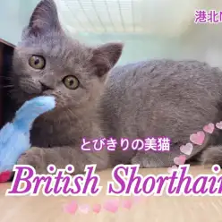 【 ブリティッシュショートヘア 】瞳もお顔も真ん丸キュートな子猫がやってきた！