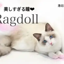 【 ラグドール 】美しすぎる瞳！ラグドールレビュー第二弾