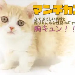 【 マンチカン 】ふてぶてしい表情と超甘えん坊な性格のギャップに胸キュン！