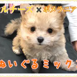 【 MIX 】ぬいぐるみのように愛らしいマルポメ登場！