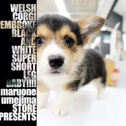 【 ウェルシュ・コーギー・ペンブローク 】希少ブラックタンカラーの女の子登場!