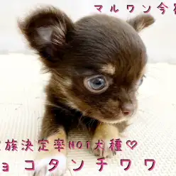 【 チワワ 】ご家族決定率NO1犬種！小さめ・チョコレートカラーのイケメン登場！