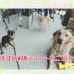 【 ペットショップ店員の小旅行 】おすすめWANスポットをご紹介！in伊豆