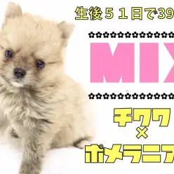 【 MIX 】生後51日体重397gの極小!チワワ×ポメラニアンのチワポメ!