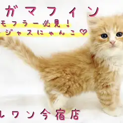 【 ラガマフィン 】お留守番OK！モフラー必見のゴージャスにゃんこ！