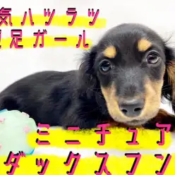 【 ミニチュアダックスフント 】王道カラーの胴長短足！癒し系甘えん坊ガール！
