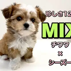 【 MIX 】滅多に出会えない希少なチワワ×シーズーの女の子がやって来た！！