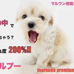 【 MIX 】両親はトイ・プードルとマルチーズ!子犬らしい寝姿が可愛いマルプー