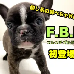 【 フレンチブルドッグ 】オンリーワンのブリンドル！癒し系の鼻ぺちゃキング！