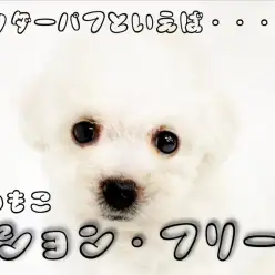 【 ビションフリーゼ 】横浜1番のぬいぐるみ感!抜群の毛量で目指せパウダーパフ!
