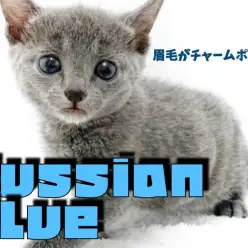 【 ロシアンブルー 】ちょこっと眉毛がチャームポイント！元気な甘えん坊ガール！