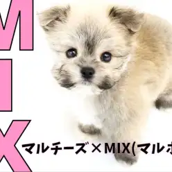 【 MIX 】超オンリーワン要素たっぷり！キャラ感の強いマル×マルポメのMIX！