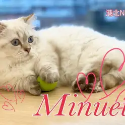 【 ミヌエット 】思わず笑ってしまう10cmの短足猫の生後6ヶ月レビュー！