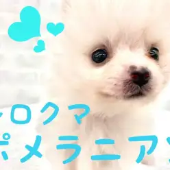 【 ポメラニアン 】4年に1度の美少年！ふわふわのシロクマポメ登場！