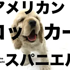 【 アメリカンコッカースパニエル 】ギャップ萌え？！愛情溢れるファミリードッグ！