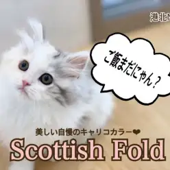 【 スコティッシュフォールド 】淡いキャリコカラーが自慢のスコティッシュ！