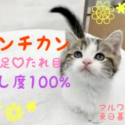 【 マンチカン 】短足タレ目なベイビー登場！お腹見せちゃう甘えん坊ボーイ！