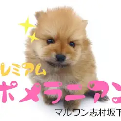 【 ポメラニアン 】オレンジカラーの小さめポメがやってきた！