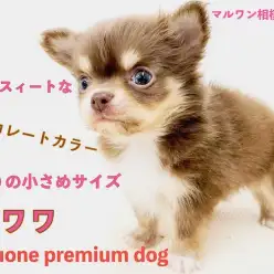 【 チワワ 】人気のチョコレートカラー!手の平より小さなミニマムサイズ!