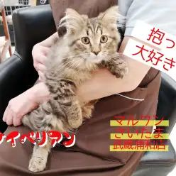 【 サイベリアン 】初めての子ねこにピッタリ!!飼いやすさNo1!