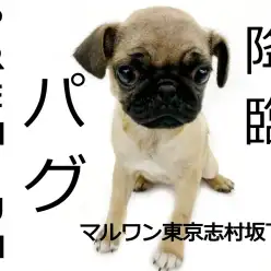 【 パグ 】癒しの世界へ導くプレミアムパグ降臨！！