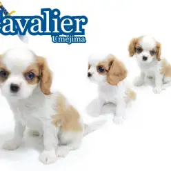 【 キャバリア 】可憐で美しいブレンハイムの偉大なる名犬登場!