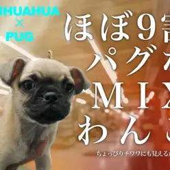 【 チワパグ 】チワワ1割・パグ9割!幅広い年齢層にオススメMIX犬登場!