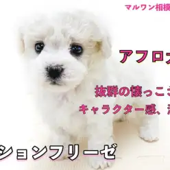 【 ビションフリーゼ 】パウダー・パフが特徴のアフロ犬!マスコット的容姿に注目!