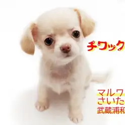 【 MIX・チワックス 】チワワとダックス2倍の可愛さ!!