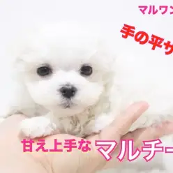 【 マルチーズ 】小さめサイズ！お手入れ慣れも抜群！カットスタイルで可愛さ無限大