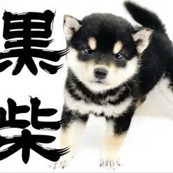 【 黒柴 】横浜でナンバーワンの丸顔柴犬！デレるギャップに胸キュンが止まらない！