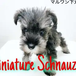 【 ミニチュアシュナウザー】超絶甘えん坊な天使が下丸子にやってきた!