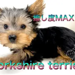 【 ヨークシャーテリア 】お顔立ち完璧！癒し系ヨーキーくん登場！！