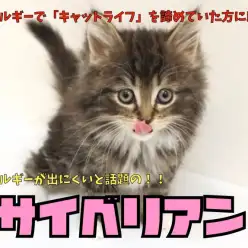 【 サイベリアン 】犬のような性格とアレルギーが出にくいと話題の猫!