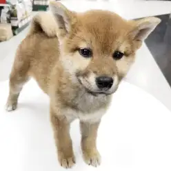 【 柴犬 】ご飯大好き!運動大好き!元気な赤柴男の子がやってきた!
