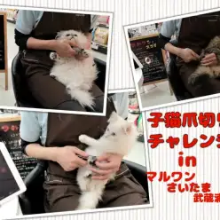 【 子猫爪切りチャレンジ 】爪切りが一番早く出来るのはどの子？？