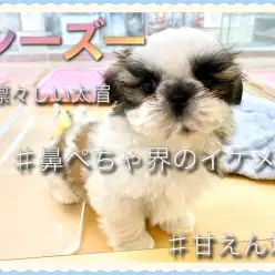 【 シーズー 】可愛い魅力が満載！ホワイト&ゴールドの甘えんぼ男の子