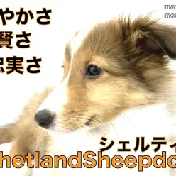 【 シェットランドシープドッグ 】三拍子そろった横顔美人シェルティー♪