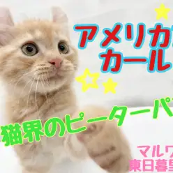 【 アメリカンカール 】くるりんお耳がチャームポイント！猫界一のピーターパン！