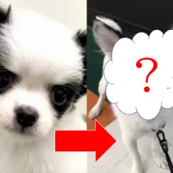 【 チワワ 】セカンドレビュー！パンダチワワちゃんの現在の姿とは！？