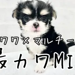 【 チワマル 】最カワの組み合わせMIX！人気沸騰中のチワワ×マルチーズ登場！