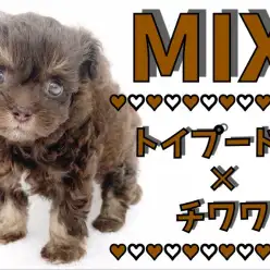 【 MIX 】アニメの世界からやってきた！魅力的なオリジナリティ溢れるチワプー！